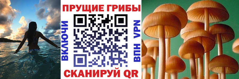 Купить  Новый Уренгой  Псилоцибиновые грибы мухоморы 
